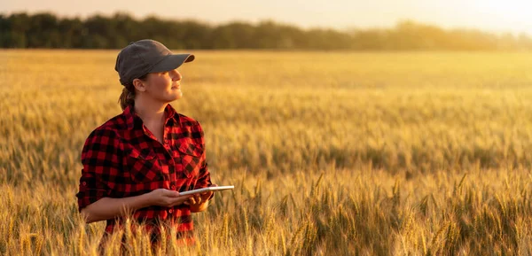 Kobieta Rolnik Bada Pole Zbóż Wysyła Dane Chmury Tabletu Inteligentne — Zdjęcie stockowe