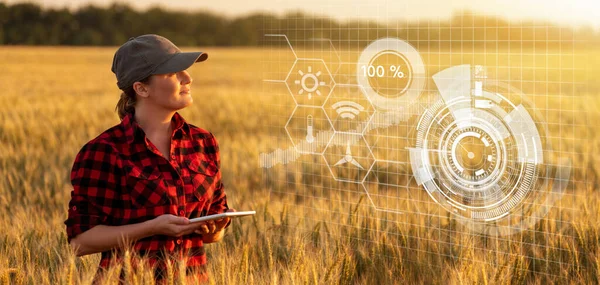 농부는 곡류밭을 검사하여 판에서 정보를 클라우드로 보냅니다 스마트 농업과 디지털 — 스톡 사진