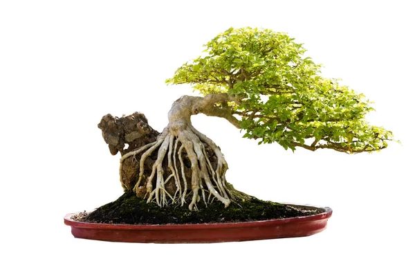 bonsai ağacı üzerinde beyaz izole