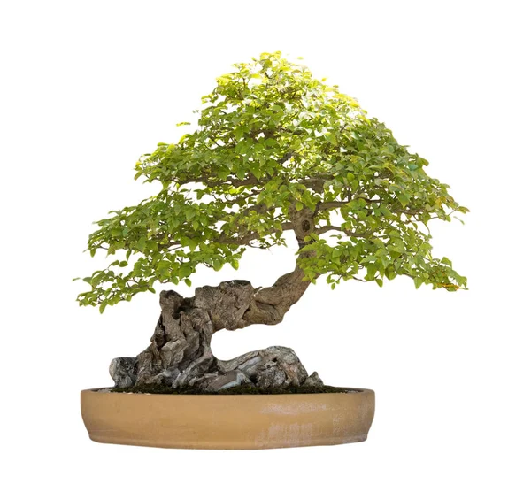 bonsai ağacı üzerinde beyaz izole