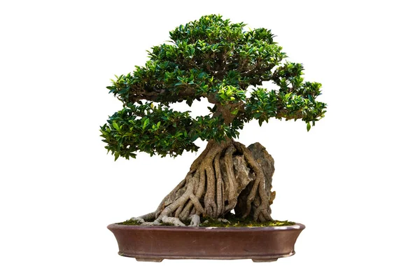 bonsai ağacı üzerinde beyaz izole