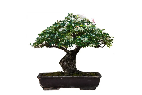 bonsai ağacı üzerinde beyaz izole