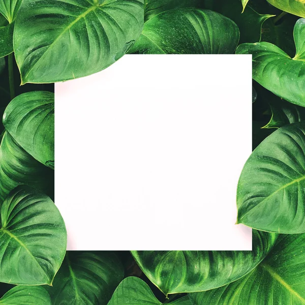 Montaj metin için merkezi boş alan yaprak yeşil zemin üzerine beyaz kağıt 