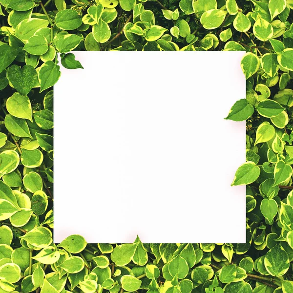 Merkezi yaprak yeşil zemin üzerine beyaz kağıt boş alan montajı için metin.