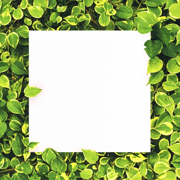 Merkezi yaprak yeşil zemin üzerine beyaz kağıt boş alan montajı için metin.