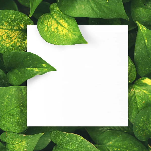 Merkezi yaprak yeşil zemin üzerine beyaz kağıt boş alan montajı için metin.