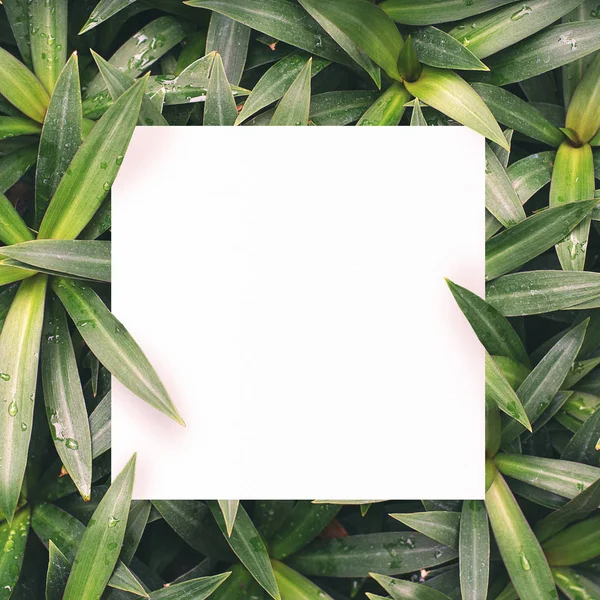 Merkezi yaprak yeşil zemin üzerine beyaz kağıt boş alan montajı için metin.