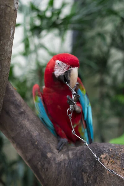 ormanda güzel Amerika papağanı  