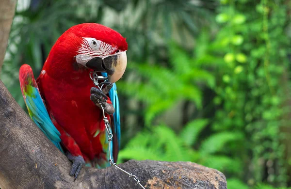 ormanda güzel Amerika papağanı  