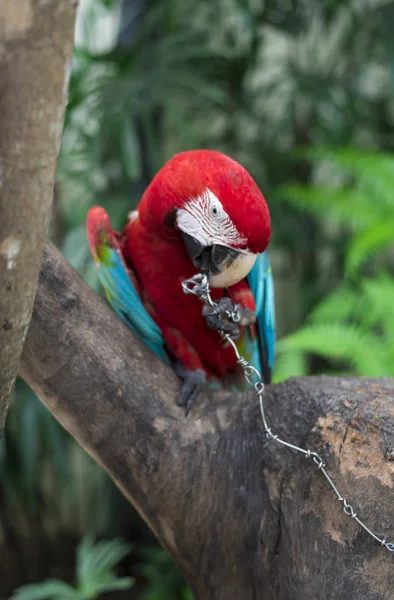 ormanda güzel Amerika papağanı  