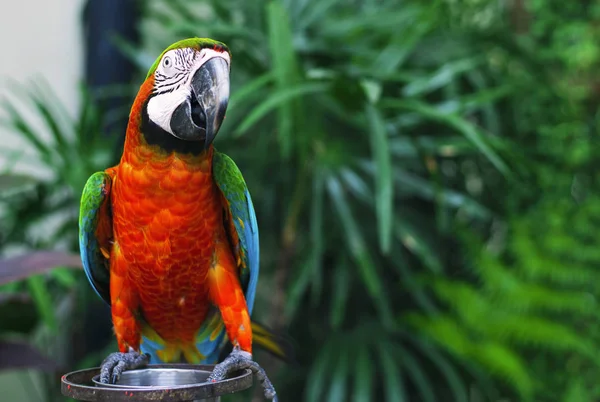 ormanda güzel Amerika papağanı  