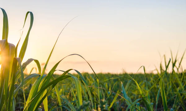 Mısır alan günbatımı zaman