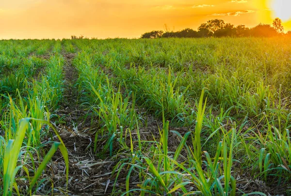 Mısır alan günbatımı zaman