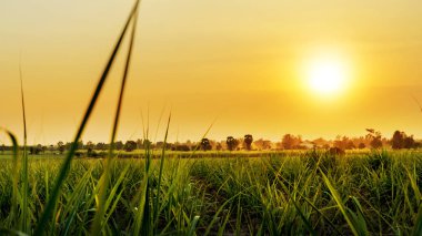 Mısır alan günbatımı zaman