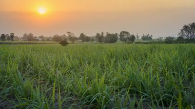 Mısır alan günbatımı zaman