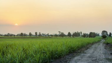 Mısır alan günbatımı zaman