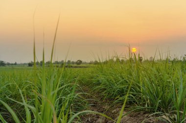 Mısır alan günbatımı zaman