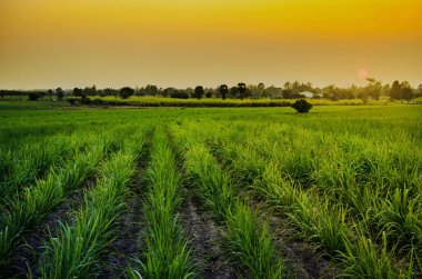 Mısır alan günbatımı zaman