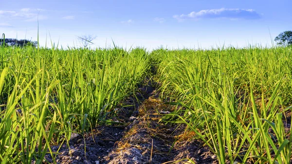 Mısır alan günbatımı zaman