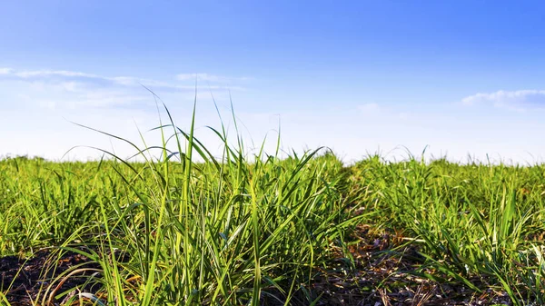 Mısır alan günbatımı zaman