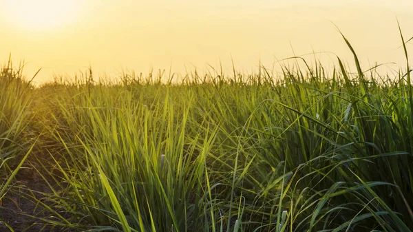 Mısır alan günbatımı zaman