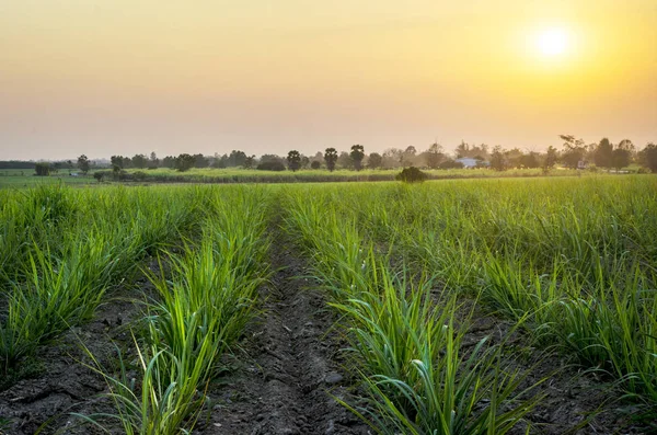 Mısır alan günbatımı zaman