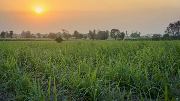 Mısır alan günbatımı zaman
