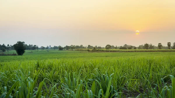 Mısır alan günbatımı zaman