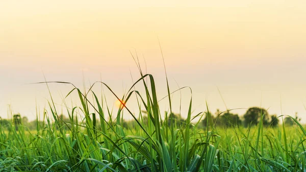 Mısır alan günbatımı zaman