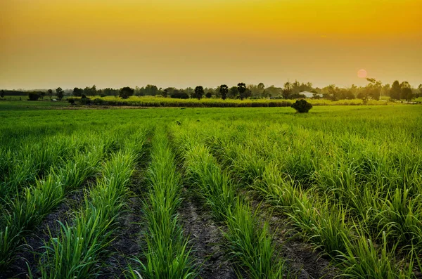 Mısır alan günbatımı zaman