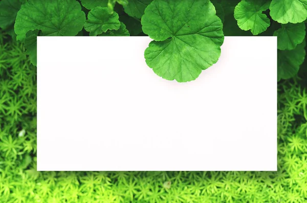 Merkezi boş alan montaj metin veya ürün için yaprak yeşil zemin üzerine beyaz kağıt.