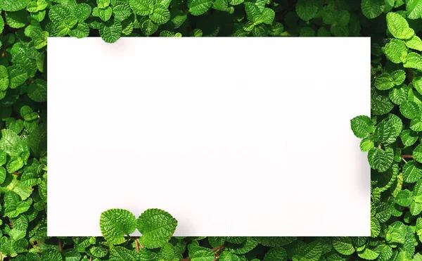 Merkezi boş alan montaj metin veya ürün için yaprak yeşil zemin üzerine beyaz kağıt.