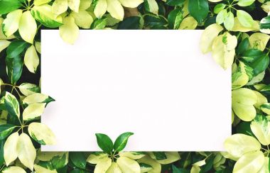 Merkezi boş alan montaj metin veya ürün için yaprak yeşil zemin üzerine beyaz kağıt.