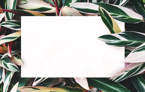 Merkezi boş alan montaj metin veya ürün için yaprak yeşil zemin üzerine beyaz kağıt.