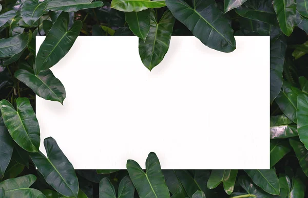 Merkezi boş alan montaj metin veya ürün için yaprak yeşil zemin üzerine beyaz kağıt.