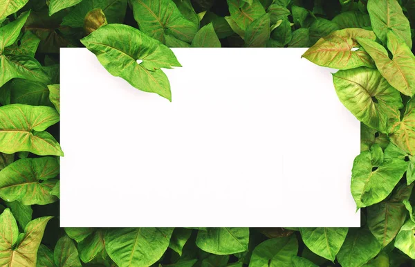 Merkezi boş alan montaj metin veya ürün için yaprak yeşil zemin üzerine beyaz kağıt.