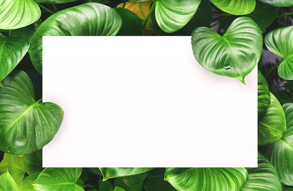 Merkezi boş alan montaj metin veya ürün için yaprak yeşil zemin üzerine beyaz kağıt.