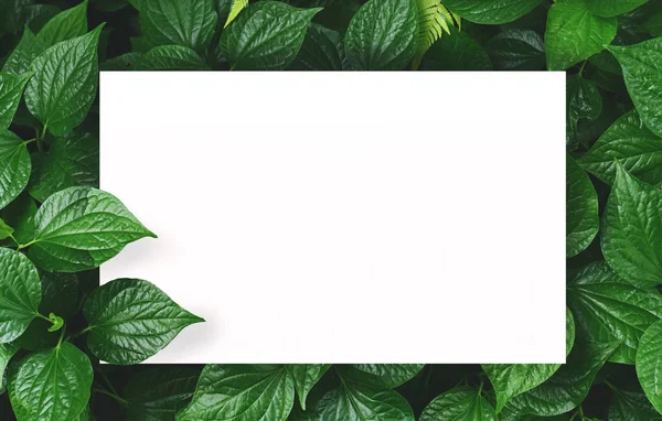 Merkezi boş alan montaj metin veya ürün için yaprak yeşil zemin üzerine beyaz kağıt.