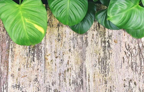 yaprak kapak taş arka plan tanıtımı için boş alan ile