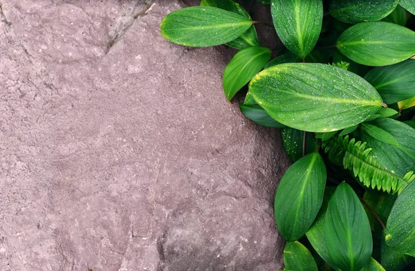 yaprak kapak taş arka plan tanıtımı için boş alan ile