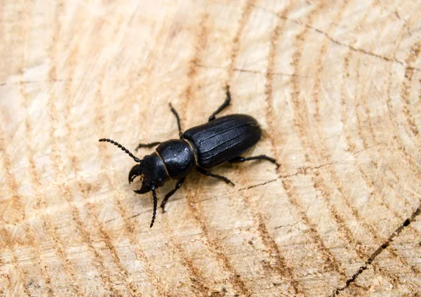Beetle barbel,on wood. — Stock Image Beetle barbel,on wood. Stock Image