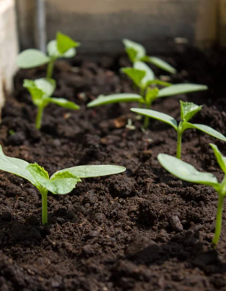 Sprouts of a plant cucumber in bright light of the sun