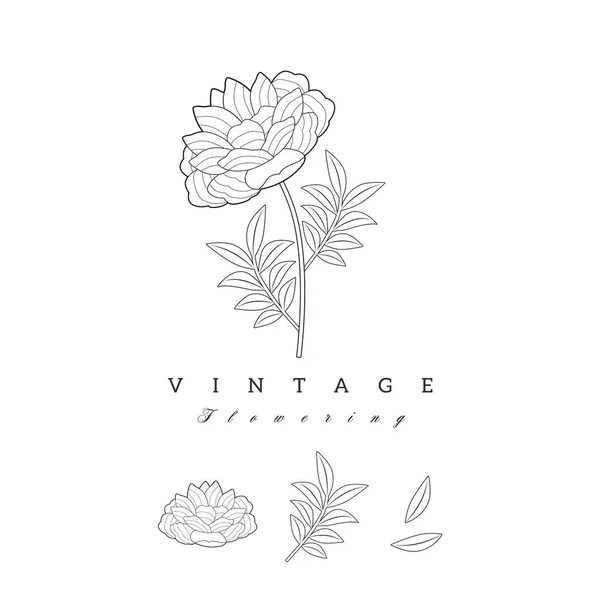 Flor Retro Vintage Estilizada Logotipo Marca Estilo Natural Aislado Sobre — Vector de stock