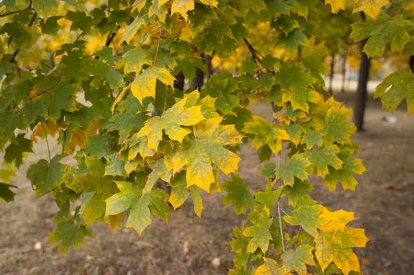Sonbahar akçaağaç yaprakları parkta — Stok fotoğraf