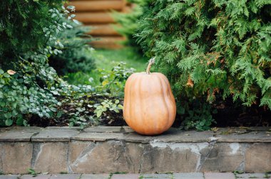 Sonbahar kabak bahçede çim üzerinde yalan