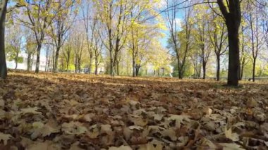 Sonbahar boyalı ağaç closeup parlak yaprakları ile