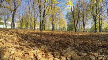 Sonbahar boyalı ağaç closeup parlak yaprakları ile