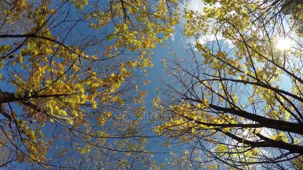 秋のルック。カエデの木から黄色い葉を持つ — ストック動画