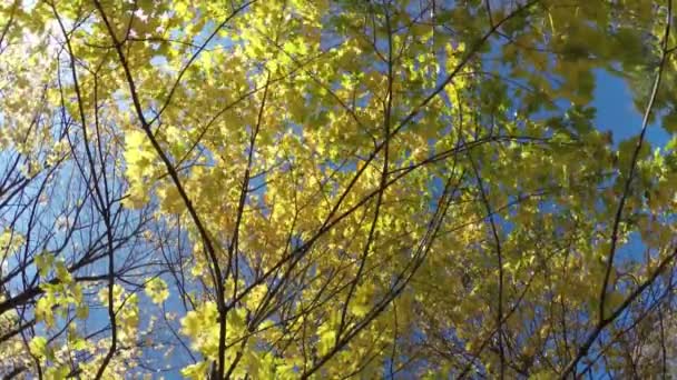 Mirada de otoño. Árbol de arce con hojas amarillas — Vídeos de Stock