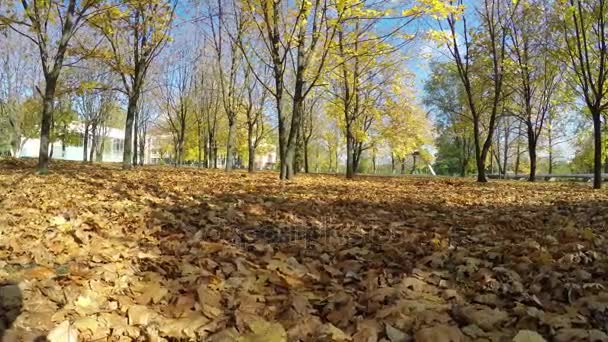 Осенний покрашенный дерево крупным планом с его листьями светится — стоковое видео